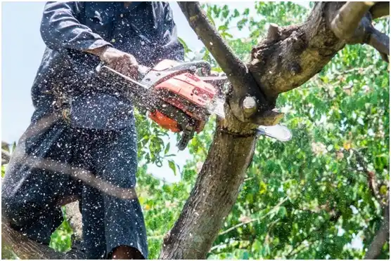 tree services Clarkston Heights-Vineland